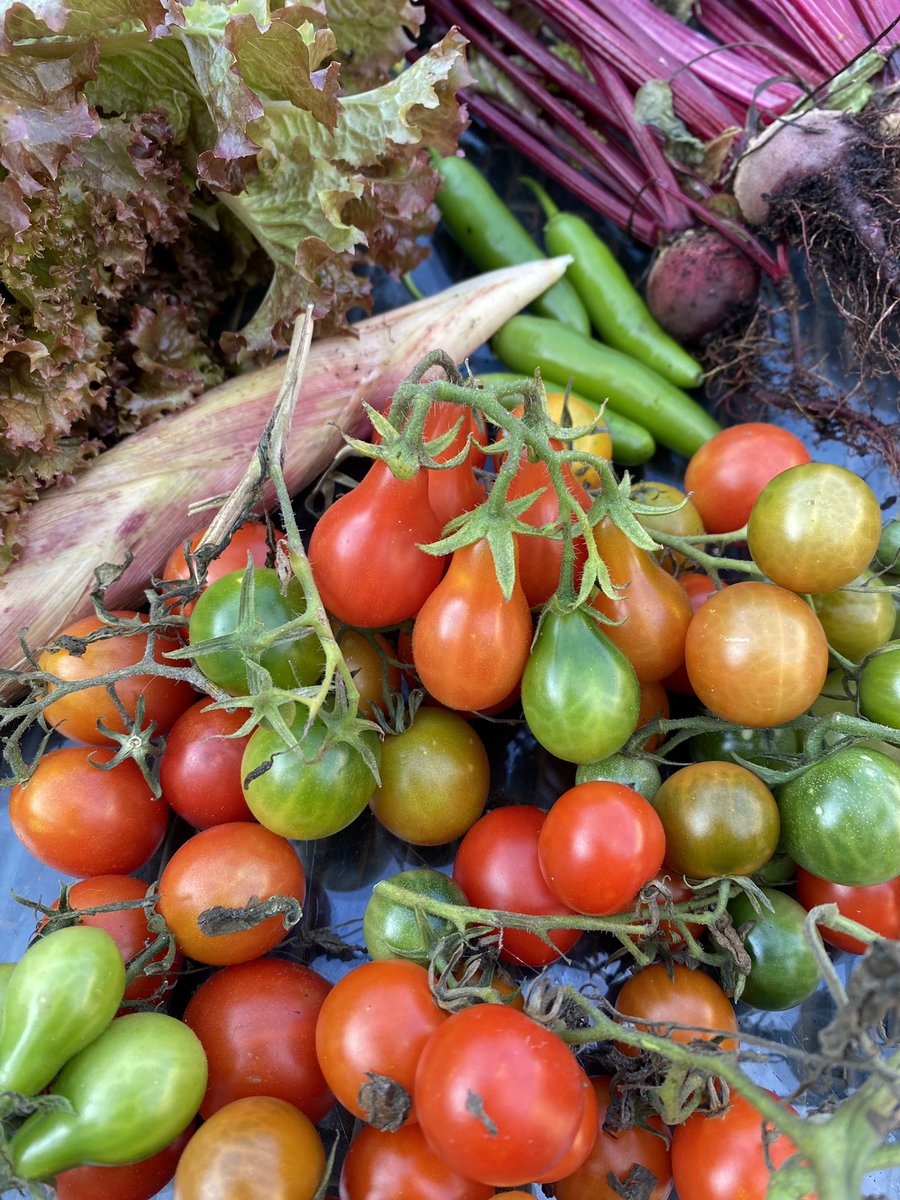 Garden still giving. Are we sure we are in November??