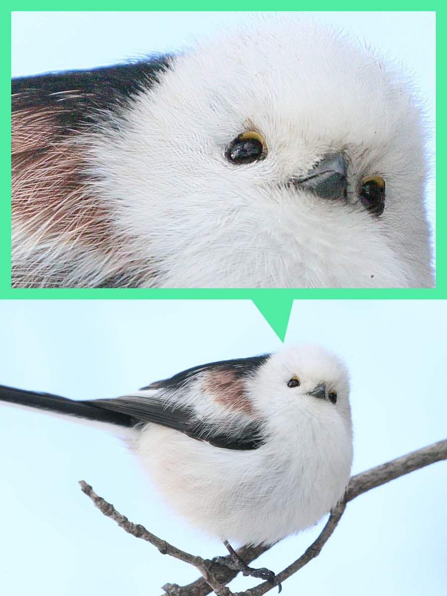 円満♡仲良しシマエナガ