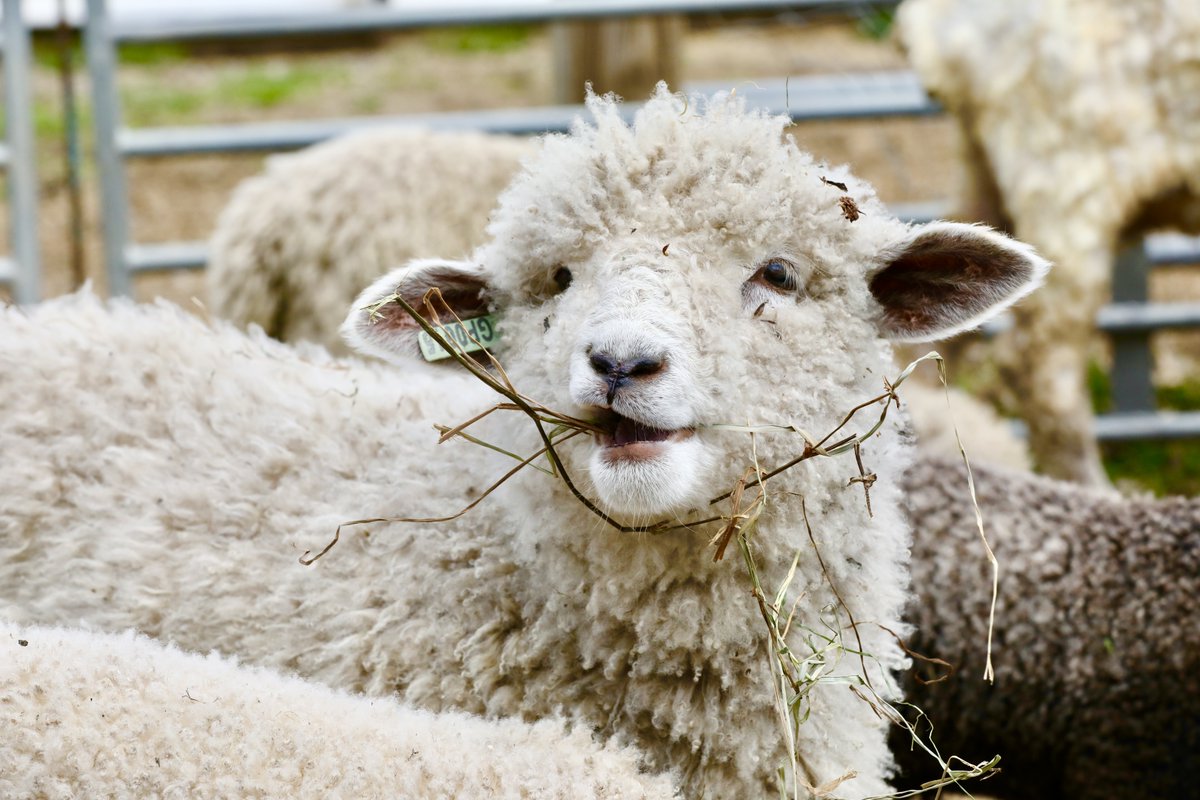 Have ewe joined our mailing list? Sign up now to receive updates on the latest news and happenings at Gore Place! We promise we won't send a gazillion emails, and you can unsubscribe at any time. 🐑

goreplace.org/landing/join-o…

#GorePlace #Newsletter #Sheep