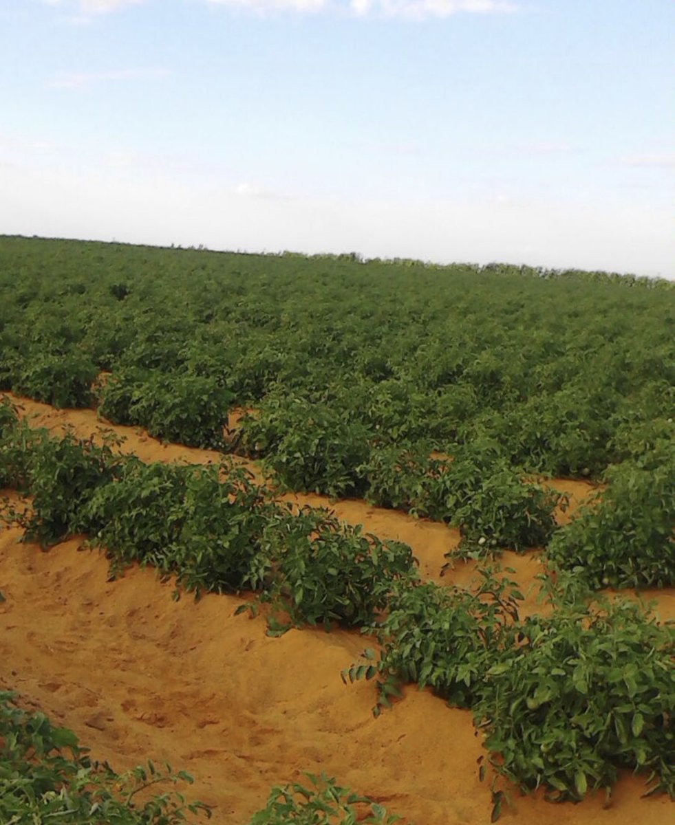 1️⃣
سأتكلم عن بدايات زراعة الطماطم من وجهة نظري فقط مع بداية الثمانينات الهجرية دخلت زراعة الطماطم (...