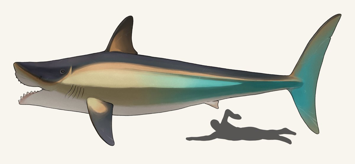 「古生物イラストたち 」|nao70sharkのイラスト