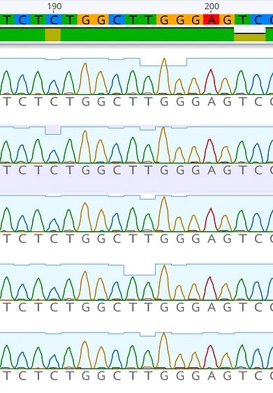 FloraFungaFauna's tweet photo. En la próxima sesión bioinformática compararán sus resultados con la clasificación #APGIV de las #Angiospermas https://t.co/r8HgbUHq7u