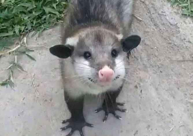 One of the cutest beings on this planet, an opossum, also one of the most misunderstood. They are marsupials, they do not transmit rabies and are indispensable for pest control, they are docile and gentle, and when scared - they literally faint from fear. Please never harm them.