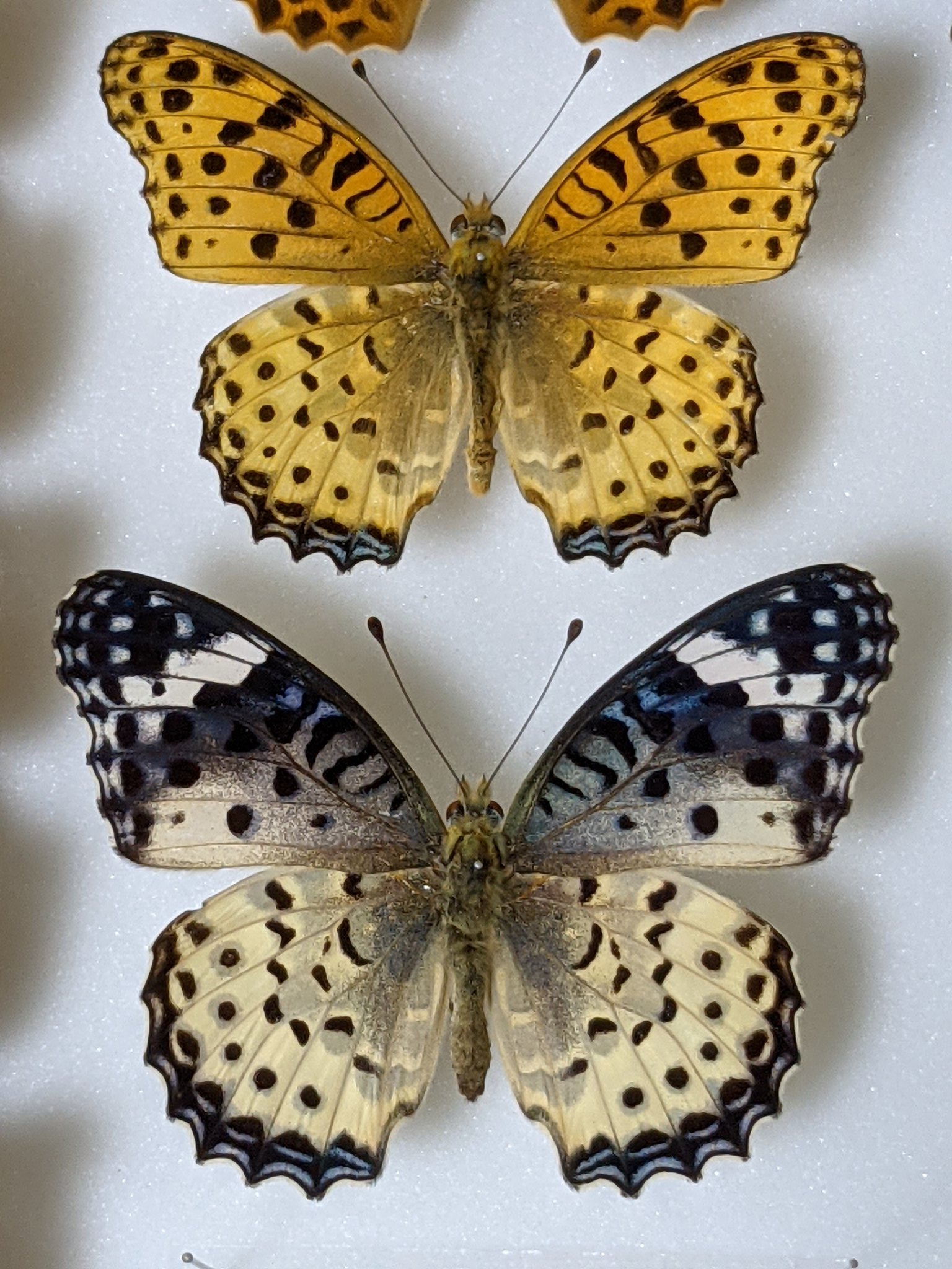 赤提灯 on Twitter