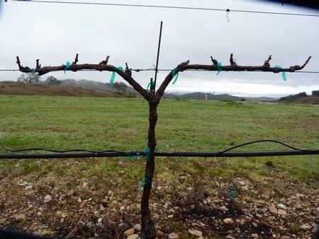 A pruned vine. Just in case you were wondering what the shape of a fruitful life looks like. 

"I am crucified with Christ..."