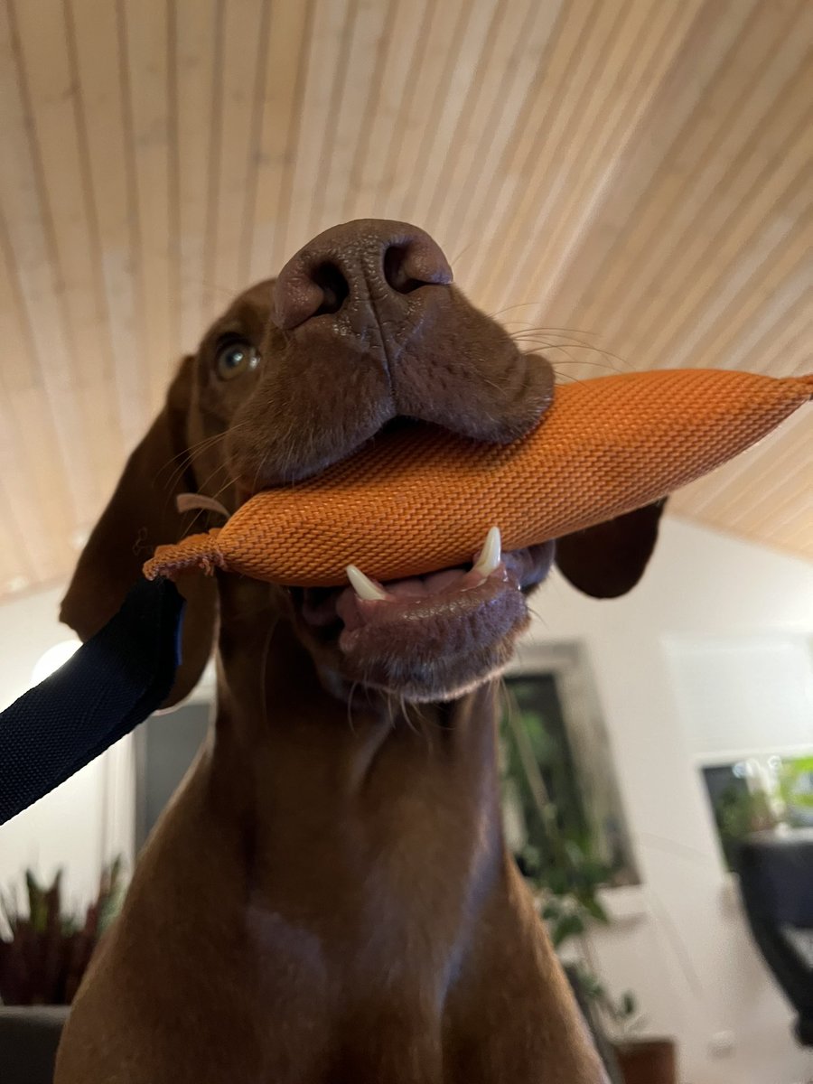 Woot!  I lost a kilo!  1 and a bit to go! Mum said the summer heat did our training program in, but the warm autumn is perfect to tidy up my waist! #dogs #dogsoftwitter #vizsla