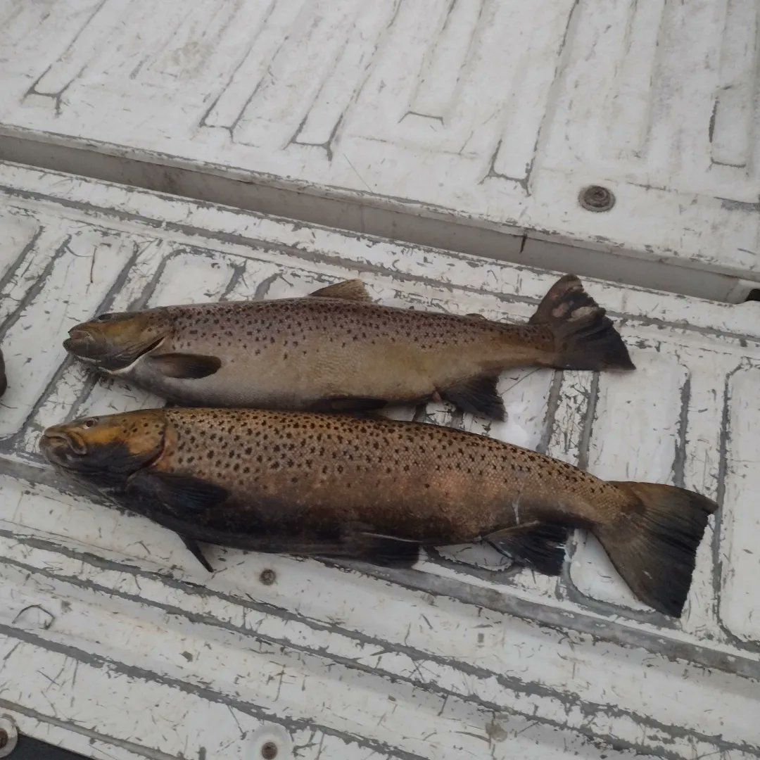 jgbassin's tweet image. Took a break last night from bow hunting and went fishing with the dad. Had a great evening on the river. Both fish were over 5lb.