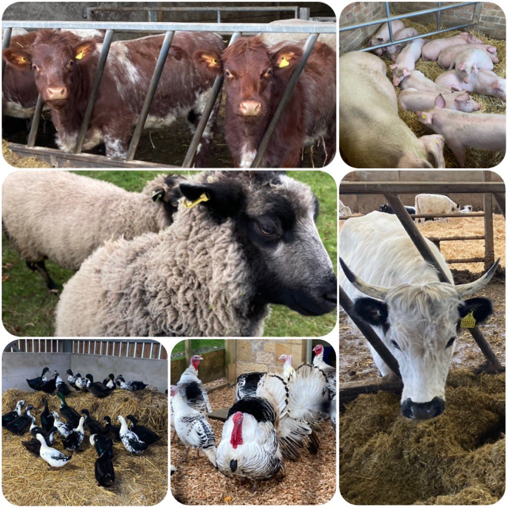 Ballindean Ryelands & Menmuir Oxford Downs tweet media