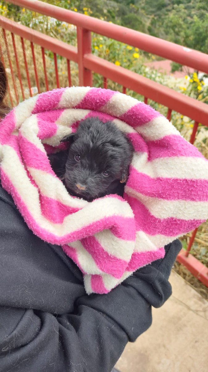 AnimalParaiso's tweet photo. Amig@s, alguien que tenga o pueda donar leche especial para unos cachorritos bebés, su mamá murió y quedaron huérfanos. 😞

Contacto ayuda al teléfono o WhatsApp +56 9 3499 8389.

#Valpo #Viña https://t.co/lxZkordOyX