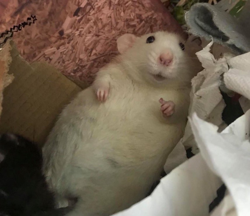 💥『 TrashyRat』🐀 tweet media