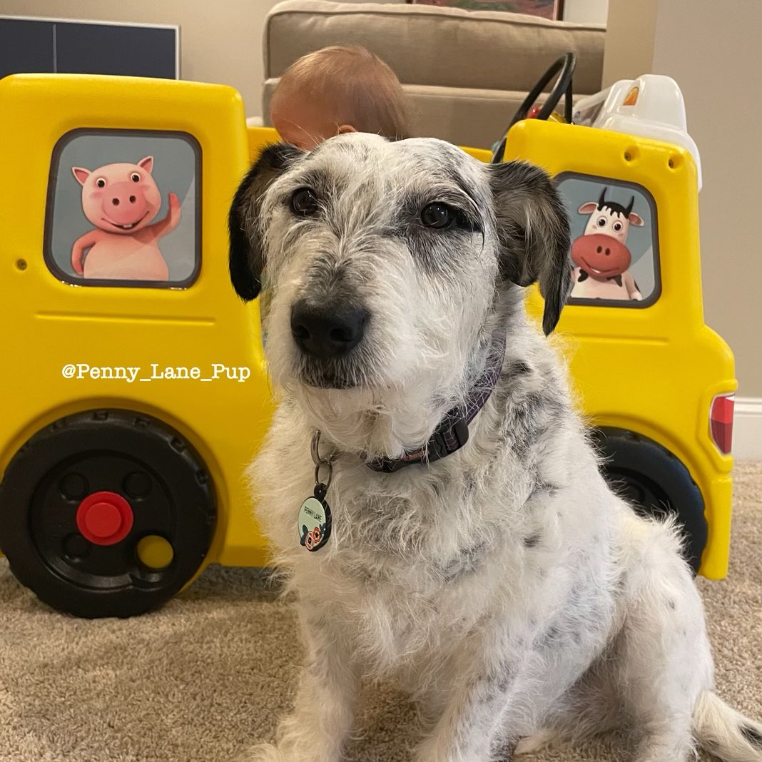 𝗣𝗲𝗻𝗻𝘆 𝗟𝗮𝗻𝗲- Lawn Potato TM tweet media