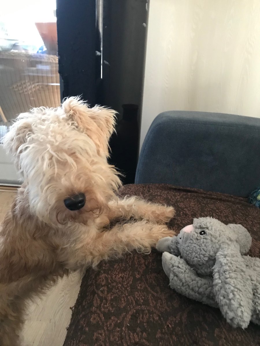 After a walk and a few drinks from puddles, it’s nice to snuggle up with Mr. Calming Bunny.