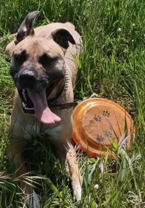 ChiensaDonner's tweet photo. 📢 Donne chien X Boxer-malinois 3 ans – Pyrénées Orientales
➡https://t.co/PHVRBuSL6K
🙏 Merci d’avance pour vos partages.
#chien #adoption #adopte #boxer #pyrennes #chienadonner #chiensadonner
Attention ! Chien à donner, merci de signaler toute demande d'argent. https://t.co/ZeIQhdG3gU