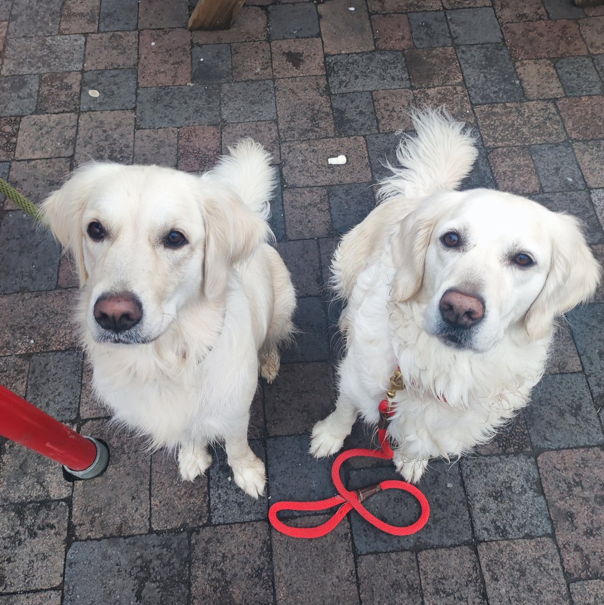 Double trouble at the hotdog stand 🌭🌭🌭