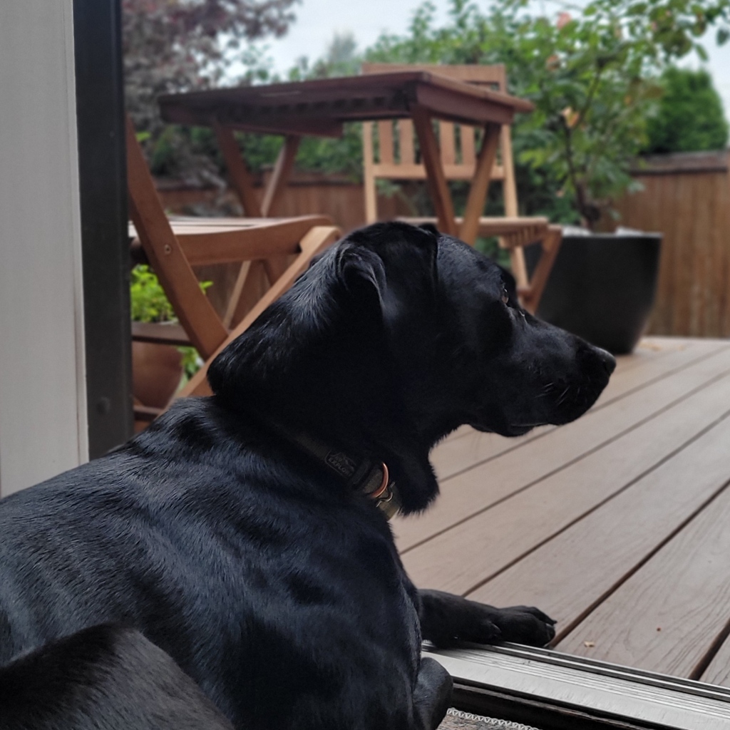 OliverCliveDgn's tweet image. Winter is officially approaching! Days are getting shorter... I look forward to winter adventures, but I&apos;ll miss the warm days of outdoor living with my family. This is my favorite place to keep watch and chase those squirrels.
#dogfriendlydesign #northwestsummer #outdoorliving