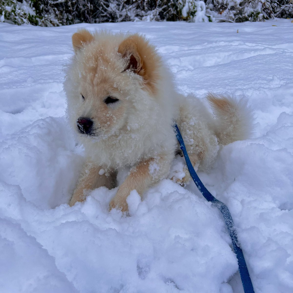 devon_piroska's tweet photo. Kratos’s first snow! Ragnarok has begun! #puppy #chowchow #snow #snowfall #PlayStation5 #PlayStation #PS5 #GodofWar #GodofWarRagnarok #Kratos #Ragnarok https://t.co/u6s0QfUozJ