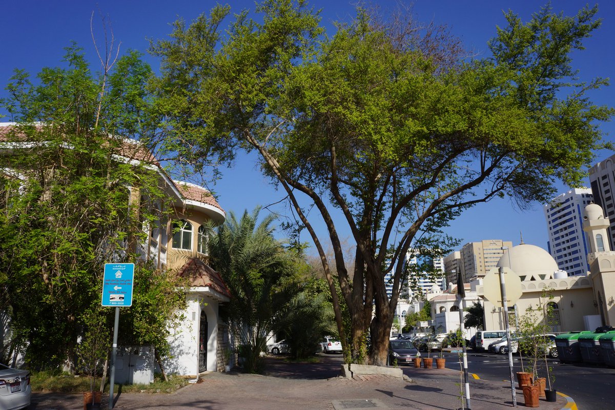 MLaurenceDesign's tweet image. I am working on and off over this winter in Abu Dhabi on a number of tree projects.  I love looking at trees in the environment, how they grow and adapt.  Ziziphus spina-christi

#trees #urbantrees #abudhabi #streettree #ziziphus #shadetree #coolshade #UAE #treecare #treecareUAE