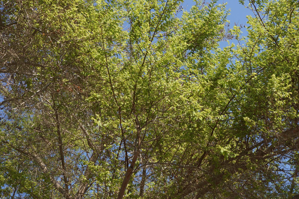 MLaurenceDesign's tweet image. I am working on and off over this winter in Abu Dhabi on a number of tree projects.  I love looking at trees in the environment, how they grow and adapt.  Ziziphus spina-christi

#trees #urbantrees #abudhabi #streettree #ziziphus #shadetree #coolshade #UAE #treecare #treecareUAE