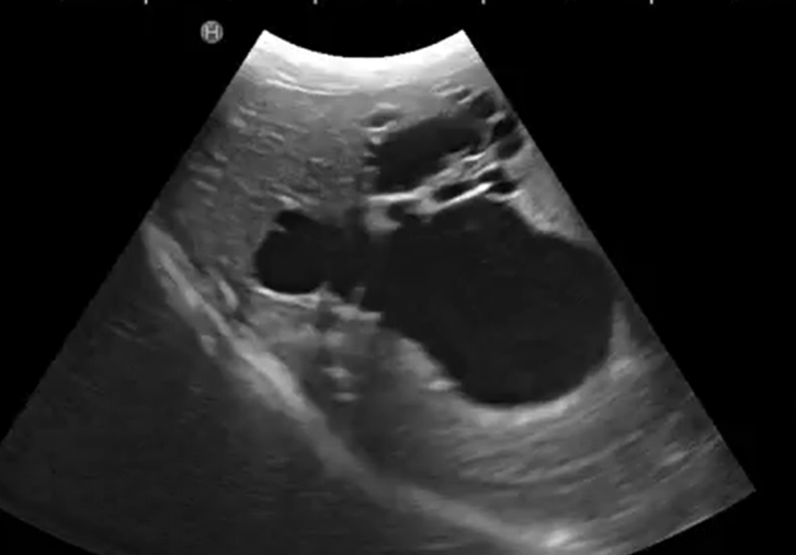 VetScanSchool's tweet photo. What part of this image has pathology?  #vetgirl #vetstudent #vetschool #DVM #vet #vetlife https://t.co/urXeWiqqYX