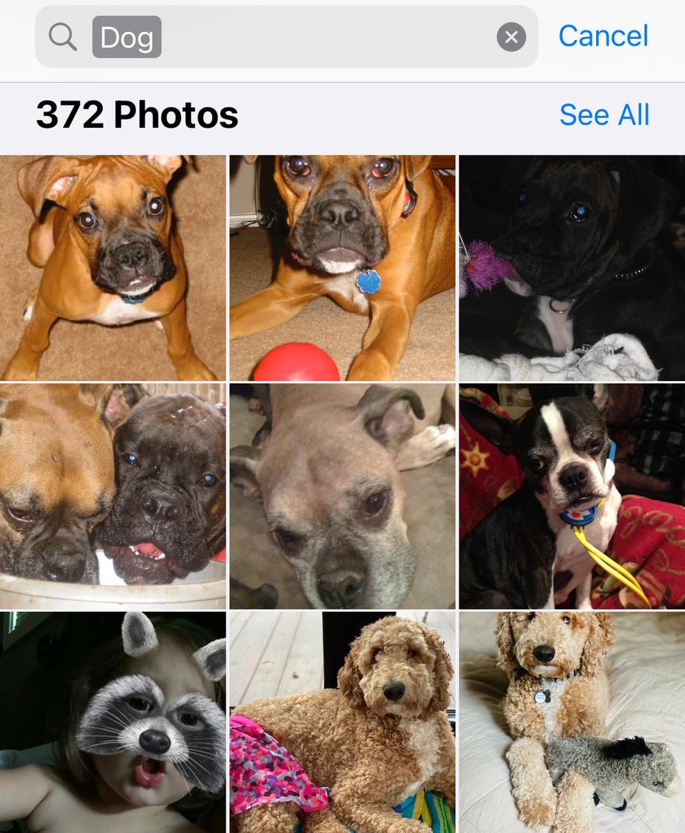 The Photos app not only lets you search for names, dates, text, &amp; locations, but it also lets you search for keywords. Some examples: beach, concert, or...dog (gotta love the raccoon face in the bottom left corner 😂).

Happy searching!