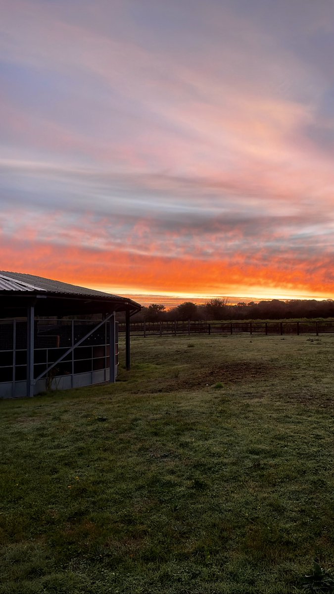 OakshottBS's tweet photo. We have moved! Our first week at our new home, Harling Wood - set in the beautiful estate of Shadwell. The team and horses are settled into their wonderful new environment! Excited for the new adventures ahead 🙌 https://t.co/r5H5wvlmQQ