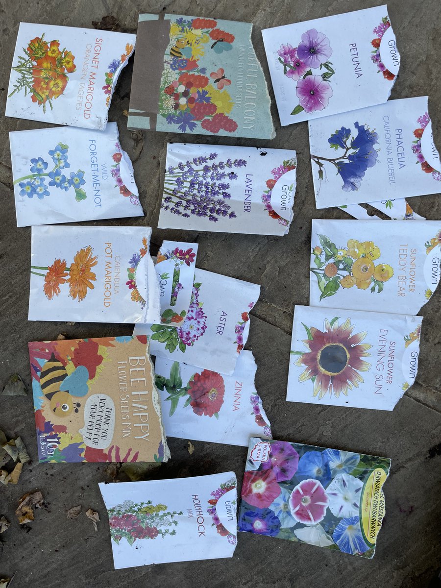 Big thanks to the small but mighty team of volunteers who planted bulbs (thanks to @abundance), echium seedlings and a lot of flower seeds around the park this morning. Look out for lovely things flowering in the playground, along the back wall, and in the entrance beds in spring