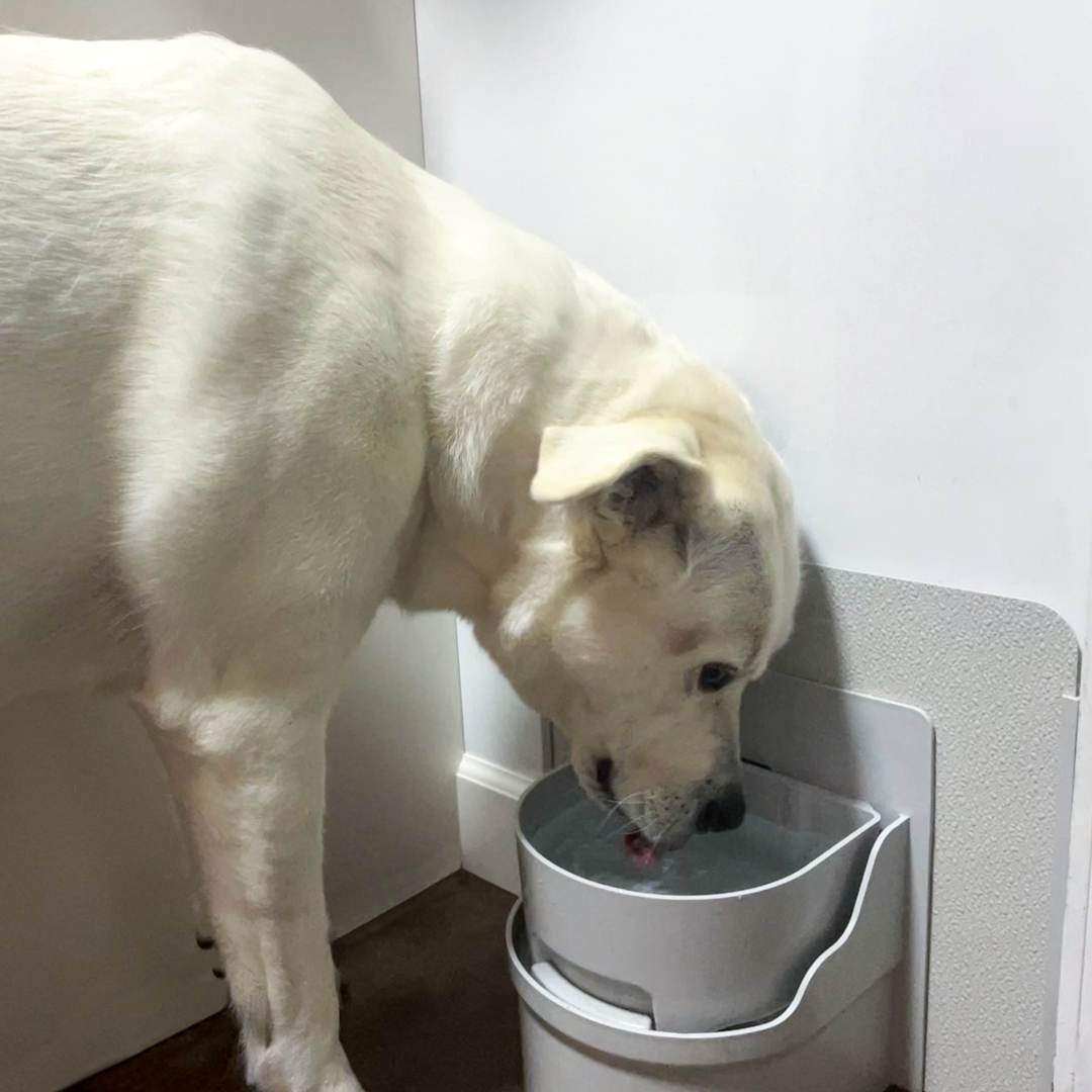 Perpetual__Well's tweet photo. Never Let Your Dog or Cat Go Thirsty Again with Perpetual Well, the World’s First Automatic, Self-Filling &amp; Self-Draining Pet Water Bowl!
Learn More at https://t.co/B7hrtq17T7
#dog #dogs #doggy #doghealth #doglovers #dogcare  #dogoftheday #doglife #doggo https://t.co/woErb3NESa