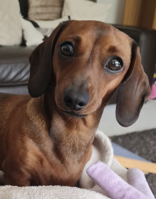 MiniSausages's tweet photo. Have a happy weekend everybody! 🐾🐾🐾❤️❤️❤️ https://t.co/Y1fkKtC1a6