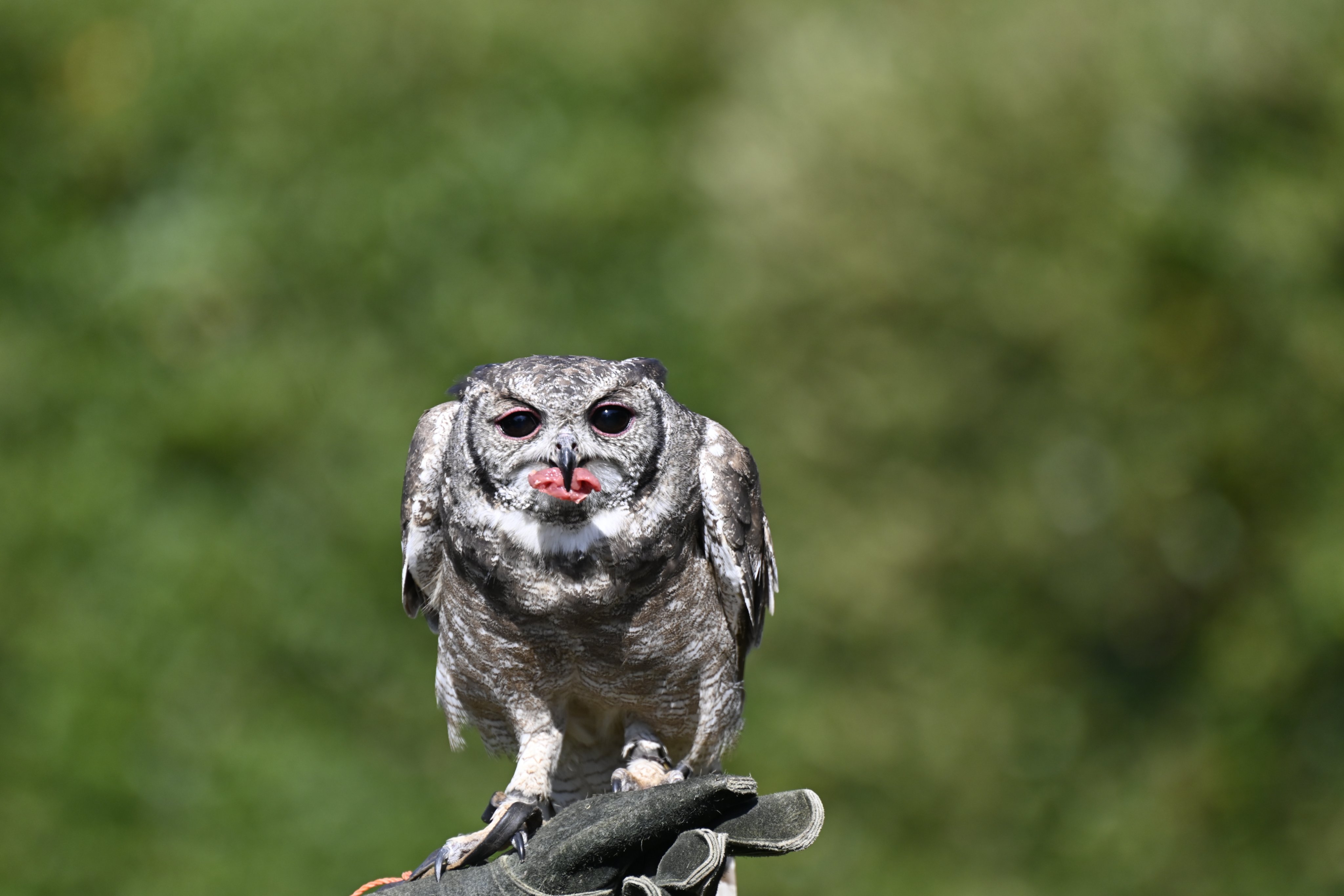 バードショー Twitter Search Twitter