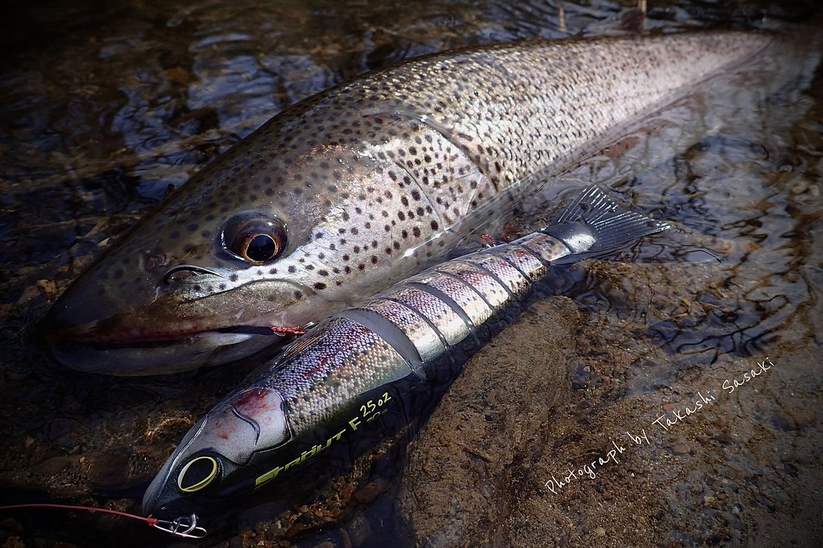 lunkers946's tweet photo. 超スローに引いてもクネクネと艶かしく泳ぐ #ビワー #Sトラウト 
水面直下のクネクネにアタックしてくるんですもん、水面炸裂しますよねっ🙌そんな食い方したらサイズなんてどうだっていい、楽しいに決まってます🎣　
#biwaa #strout #ビッグベイト #bigbait #ニョロニョロ #クネクネ #ジョイント https://t.co/UVVECJPnLJ
