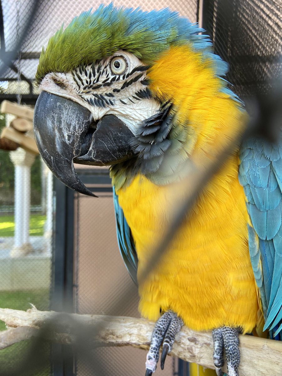 EstherChristina's tweet photo. Viel buntes Gefieder im Loro Parque in Puerto de la Cruz.
#Urlaub #Teneriffa https://t.co/6RnAkomoMg