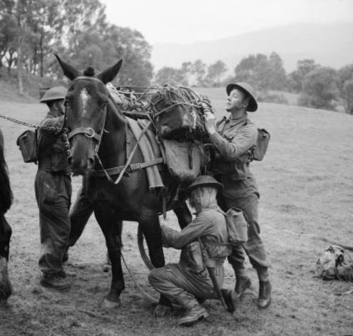 <a href="/coleman_peanut/">Peanut Coleman</a> Before Jeeps, WW1