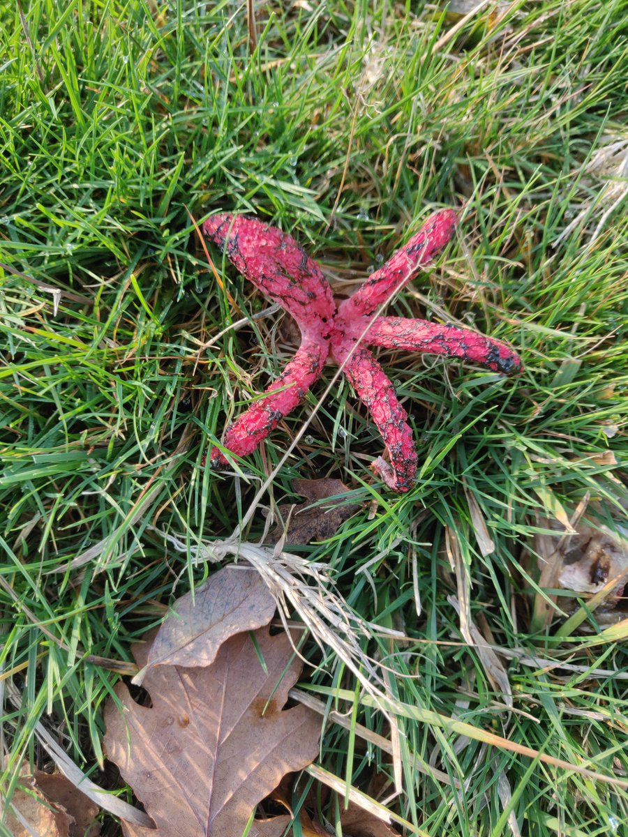 Clairefifi's tweet photo. Ooh so happy! Found #DevilsFingers #Fungi! Never seen it before . @phil65p @sophramsayp https://t.co/ewiMG0sKpO
