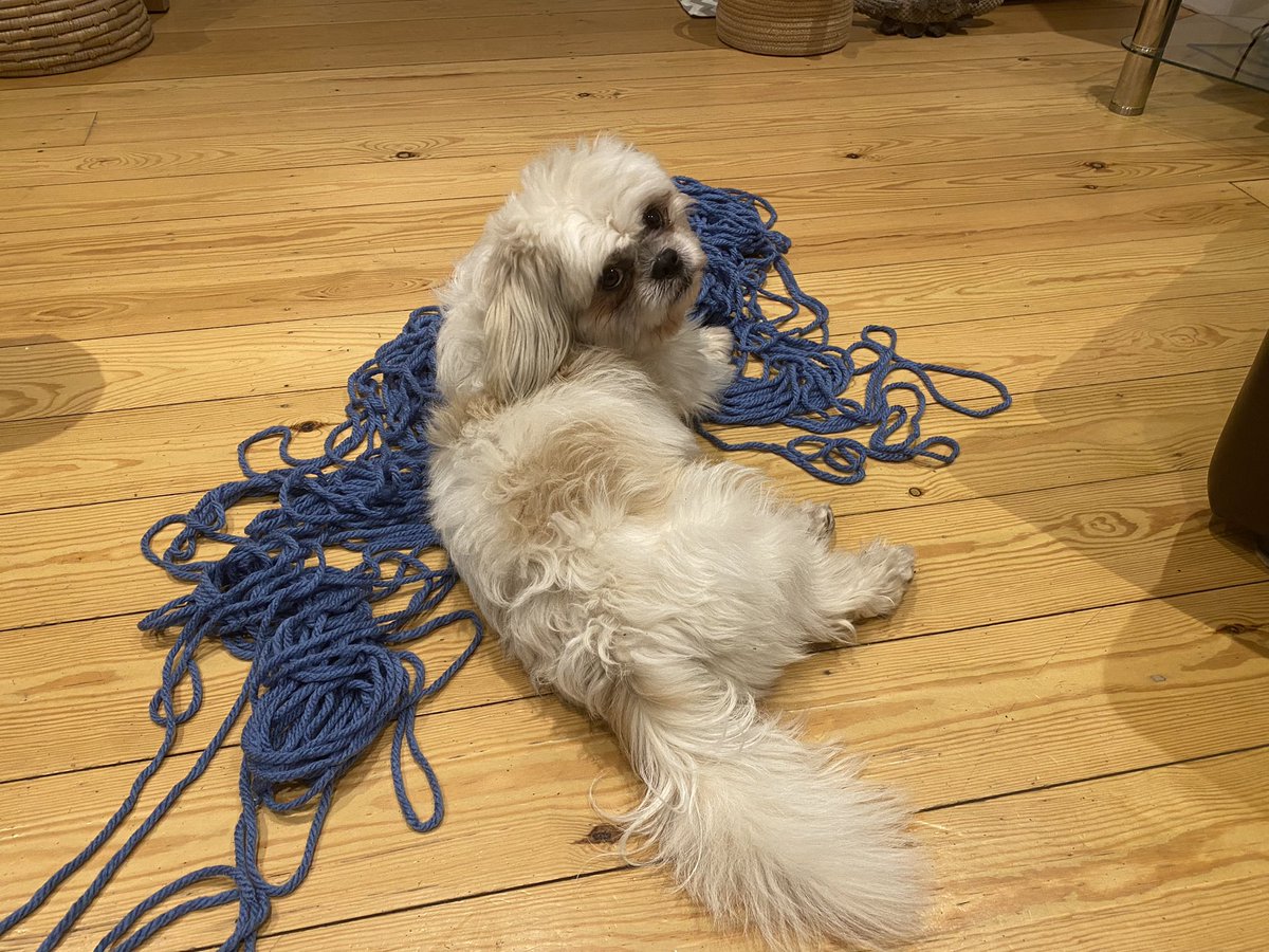 louisekeane1986's tweet photo. #novemberknittingchallenge #dementiauk #fun #Christmas #ASC #secretsanta well started the @DementiaUK knitting challenge late .. preparing for my secret Santa gift, forgot Mako loves wool this challenge has just got harder ! @DementiaUK @NHS_NCLIC @MaritessMurdoch https://t.co/5Rg1gf49nD