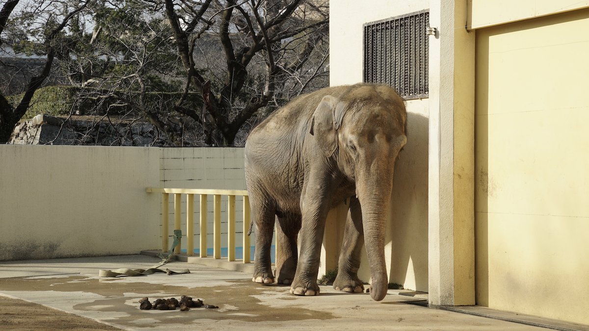 Elephants In Japan Japanelephants Twitter