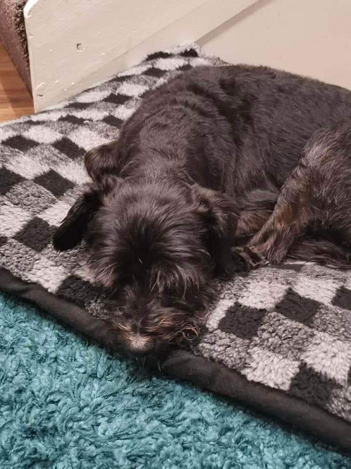 HunnyJax's tweet photo. #BranIsHOME 💙 He's a sleepy, comfy #homewardhound 👏 Huge Thankyous to everyone who shared cared and helped make him #toohottohandle 👏#teamBran 💙
https://t.co/XrRfHxXBtg https://t.co/RAl8BaGaXo