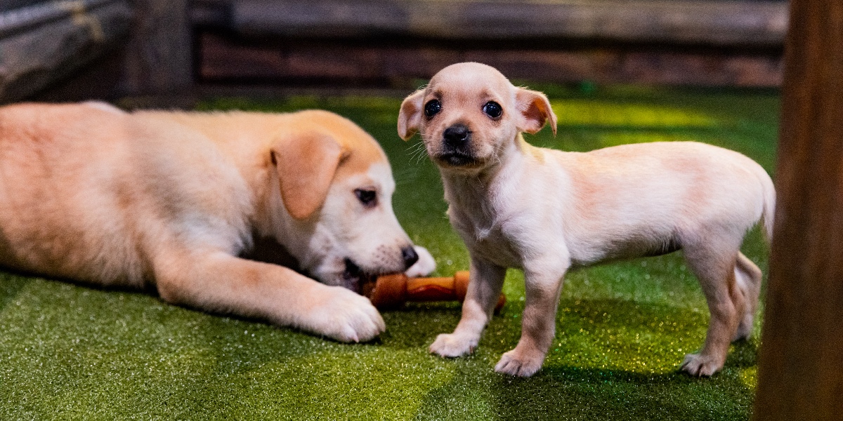LAAutoShow's tweet photo. Come see the rides and maybe adopt a new friend, too! Once again @Subaru_USA will be at our show with their #Subaru Loves Pets dog adoption program for anyone who wants to bring the joy of a new pet into their lives!
#petadoptions #losangeles #doglover #adoptdog #adoptpet https://t.co/1FgwSNCqnw