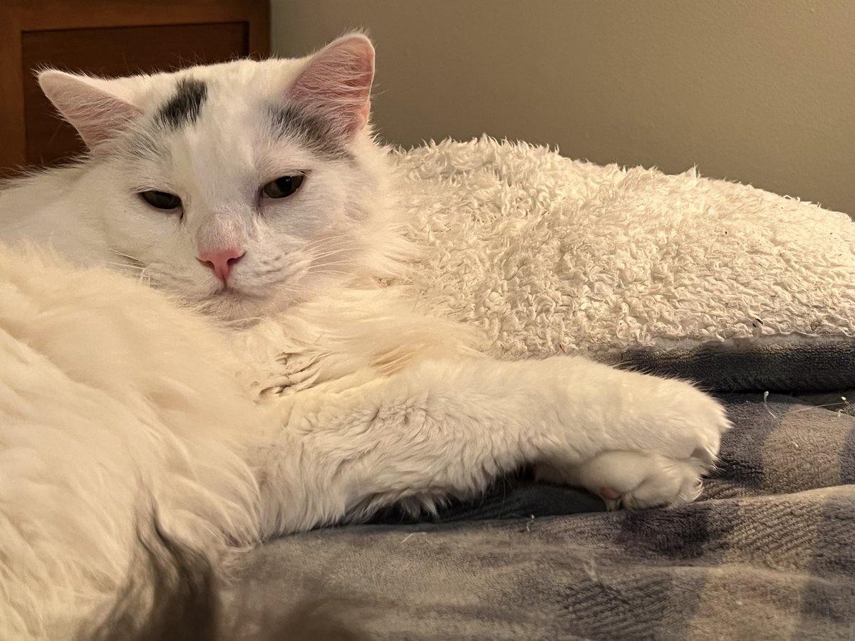 LBKiddoShow's tweet image. I put one paw on top of the other one.