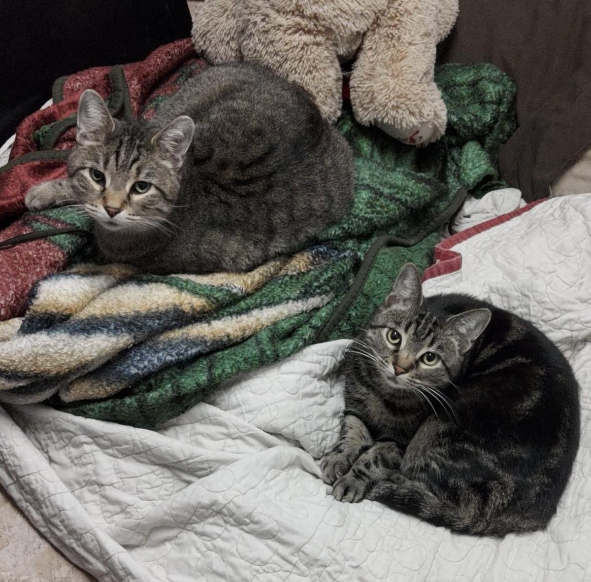 LordBoozeKitty's tweet photo. Happy #Caturday! Today I want to celebrate Lil and her son Panda. Panda's been missing for almost a year now; I've never stopped hoping he'll pop back up, but I know that's unlikely at this point. We still have the memories at least. To Panda!

#CatsofTwittter #cats https://t.co/lD5hlxJrWN