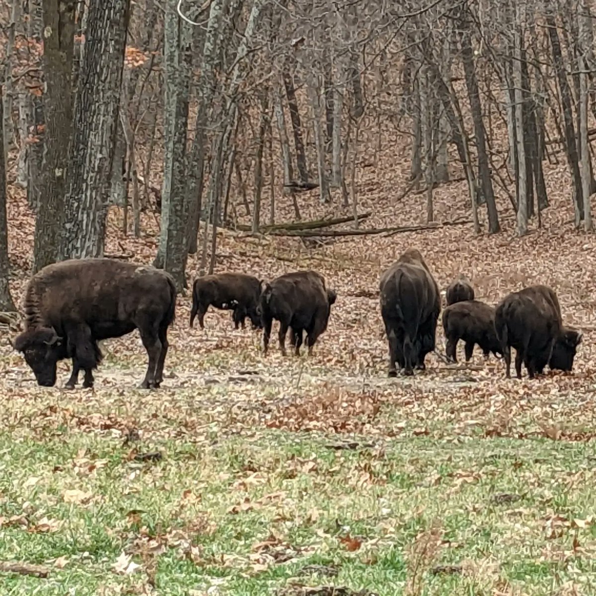 Nice visit to Lone Elk Park this morning! <a href="/StlCountyParks/">St. Louis County Parks</a> <a href="/SLCparkrangers/">StLCountyParkRangers</a>