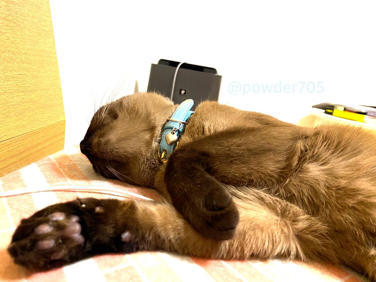 twitter username animal sleeping cat minigirl lying oversized animal  illustration images