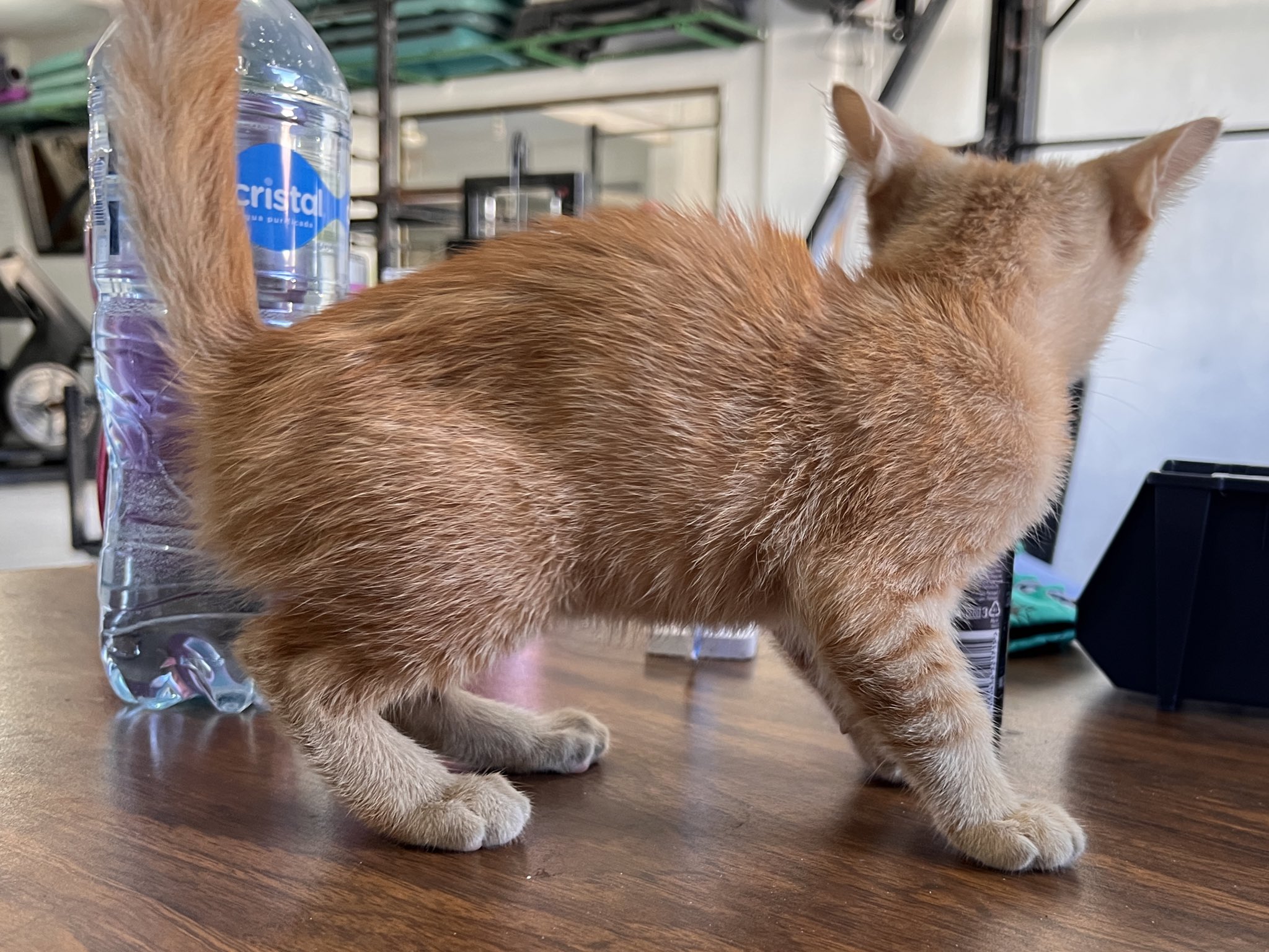 Molly Pills on Twitter: "Do I take in this stray that wandered into the
