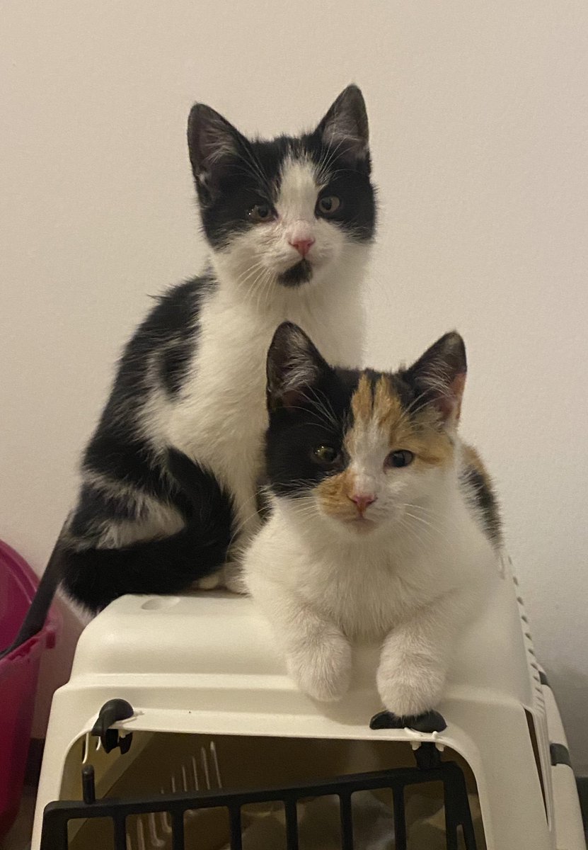 nessiaep's tweet photo. hei, bin jetzt katzenmama <3 https://t.co/VBakvUvIUY