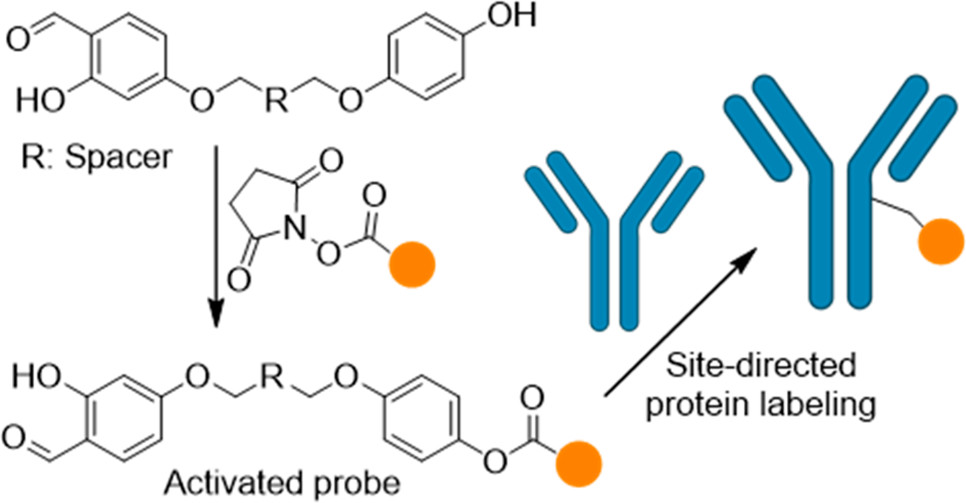 Bioconjugate Chem (@bioconjchem) on Twitter photo One of our most read articles this month is One-Step Conversion of NHS Esters to Reagents for Site-Directed #Labeling of IgG #Antibodies by Gothelf and coworkers <a href="/iNANO_AarhusUni/">iNANO - Interdisciplinary Nanoscience Center</a> go.acs.org/2LV One of our most read articles this month is One-Step Conversion of NHS Esters to Reagents for Site-Directed #Labeling of IgG #Antibodies by Gothelf and coworkers <a href="/iNANO_AarhusUni/">iNANO - Interdisciplinary Nanoscience Center</a> go.acs.org/2LV