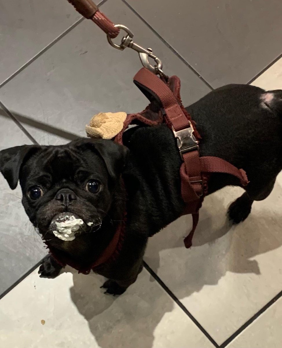 Little Miss Ivy came in for a puppuccino and to check out all the new holiday beverages. ✨
📷 @bnfredericksburg, @bnoceansideca

#bncafe #bnapp #peppermintmocha #irishcreamcoldbrew #sugarcookiealmondmilk #toastedwhitechocolatemocha #caramelbrulee #chestnutpraline #eggnog #142bn