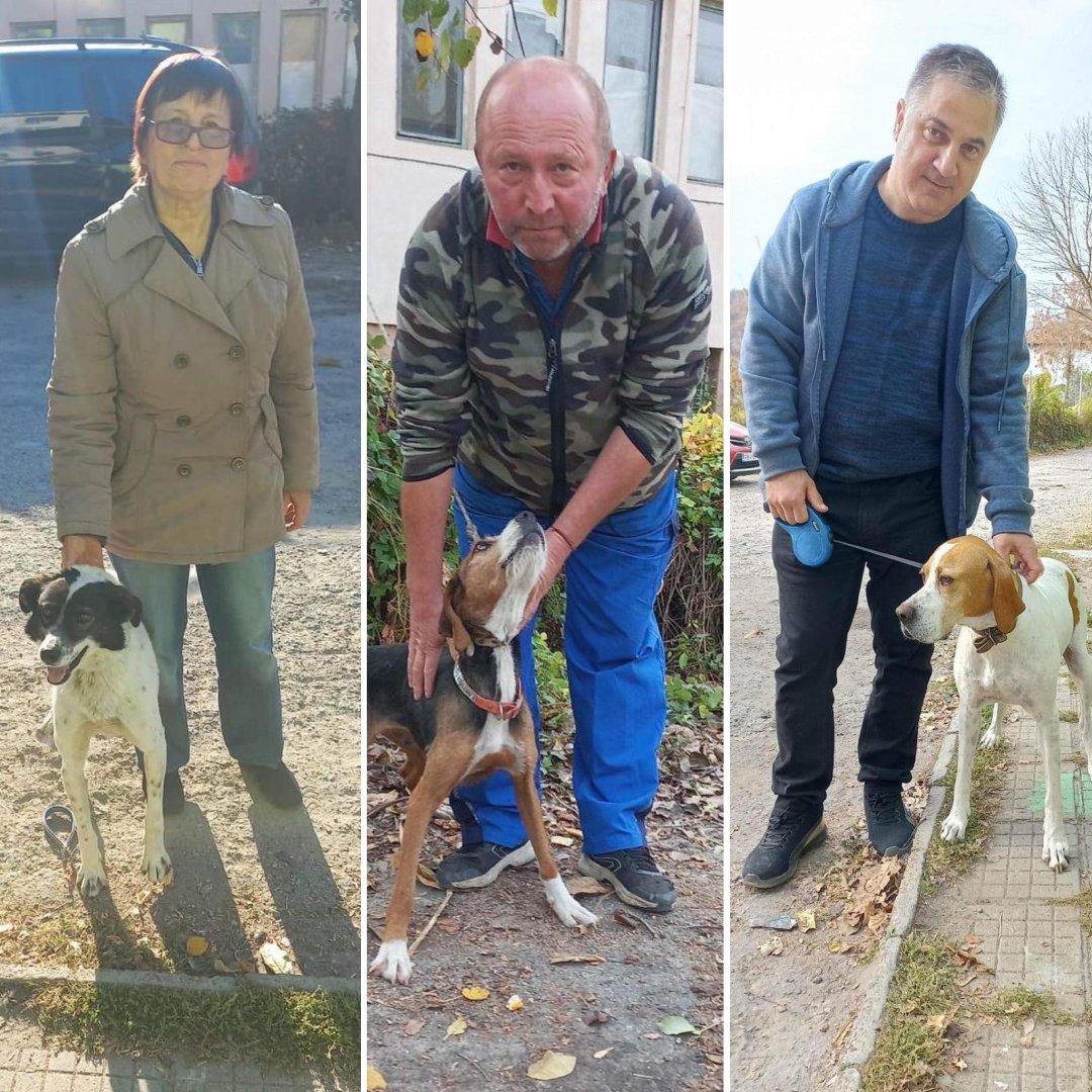 StreetHeartsBG's tweet photo. We’ve been keeping our Supervet, Dimitar, busy with neutering work! All of these dogs have recently been neutered as part of our free neutering campaign. If you’re a resident of #Dryanovo or #Tryavna who’d like to have your dog neutered for free, please call 087 726 0760! https://t.co/GNzsTijwA6