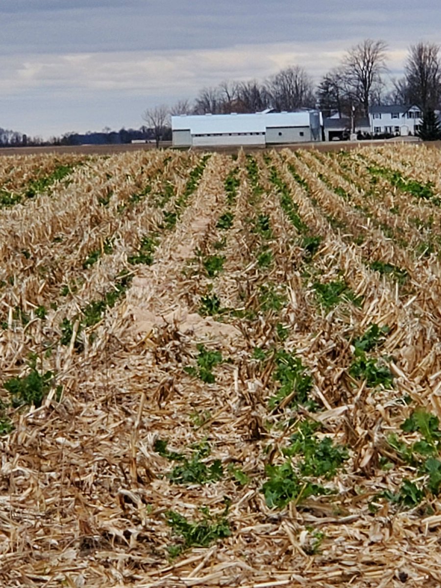 #rootsnotiron Nice catch on the interseeding this year.