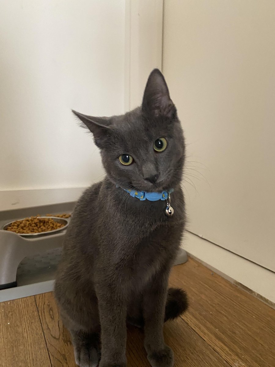 Michael's Cat tweet media