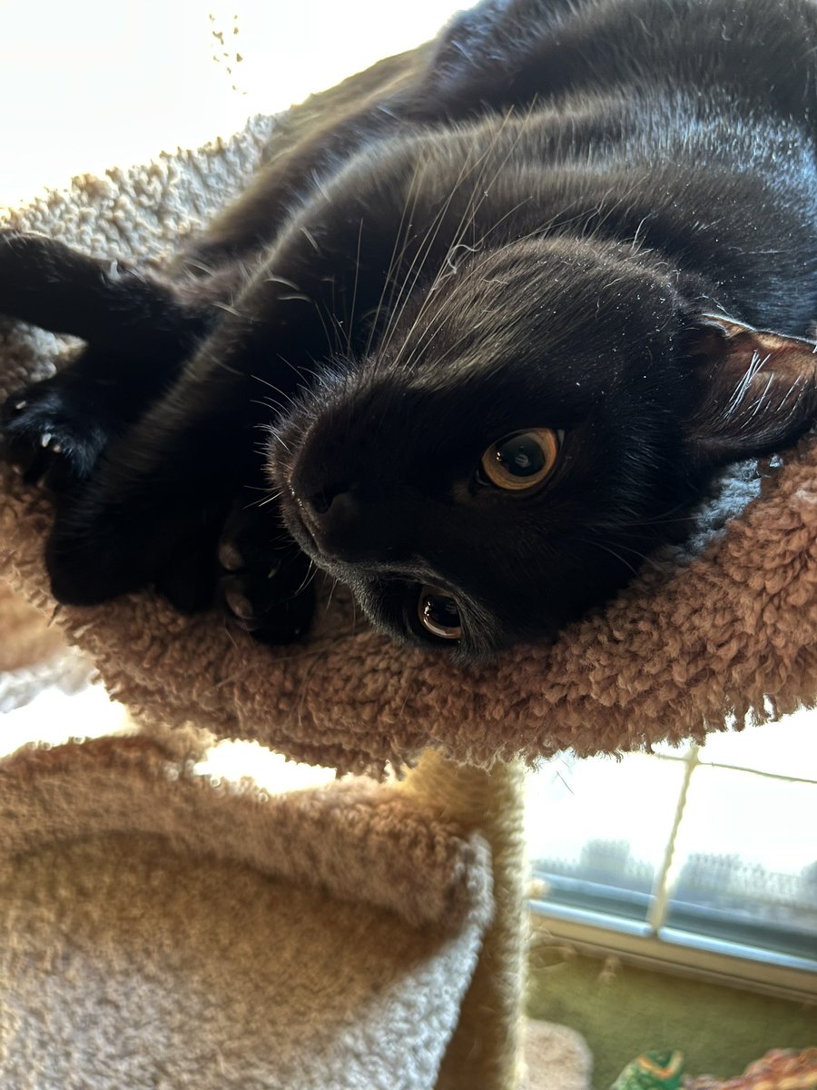 Marley_The_Panther tweet media