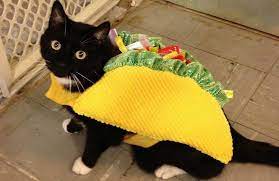 jimrosecircus1's tweet image. Taco cat spelled backwards is still taco cat.